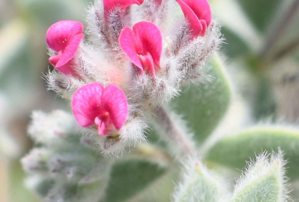 Dorycnium sanguineum Vura