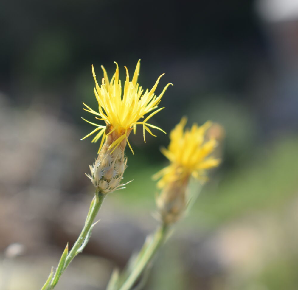 Bu fotoğraflar tüm yayın hakları Dr. Ümit SUBAŞI’ya ait olup, 5846 sayılı Fikir ve Sanat Eserleri Kanunu uyarınca, yayının herhangi bir bölümü, çizimler ve fotoğraflar da dahil olmak üzere izinsiz olarak hiçbir ortamda çoğaltılamaz, basılamaz ve izinsiz olarak kullanılamaz