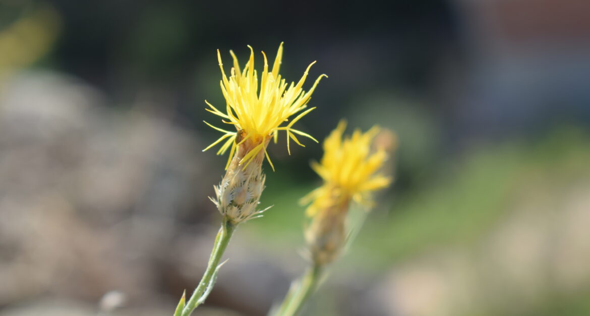 Bu fotoğraflar tüm yayın hakları Dr. Ümit SUBAŞI’ya ait olup, 5846 sayılı Fikir ve Sanat Eserleri Kanunu uyarınca, yayının herhangi bir bölümü, çizimler ve fotoğraflar da dahil olmak üzere izinsiz olarak hiçbir ortamda çoğaltılamaz, basılamaz ve izinsiz olarak kullanılamaz