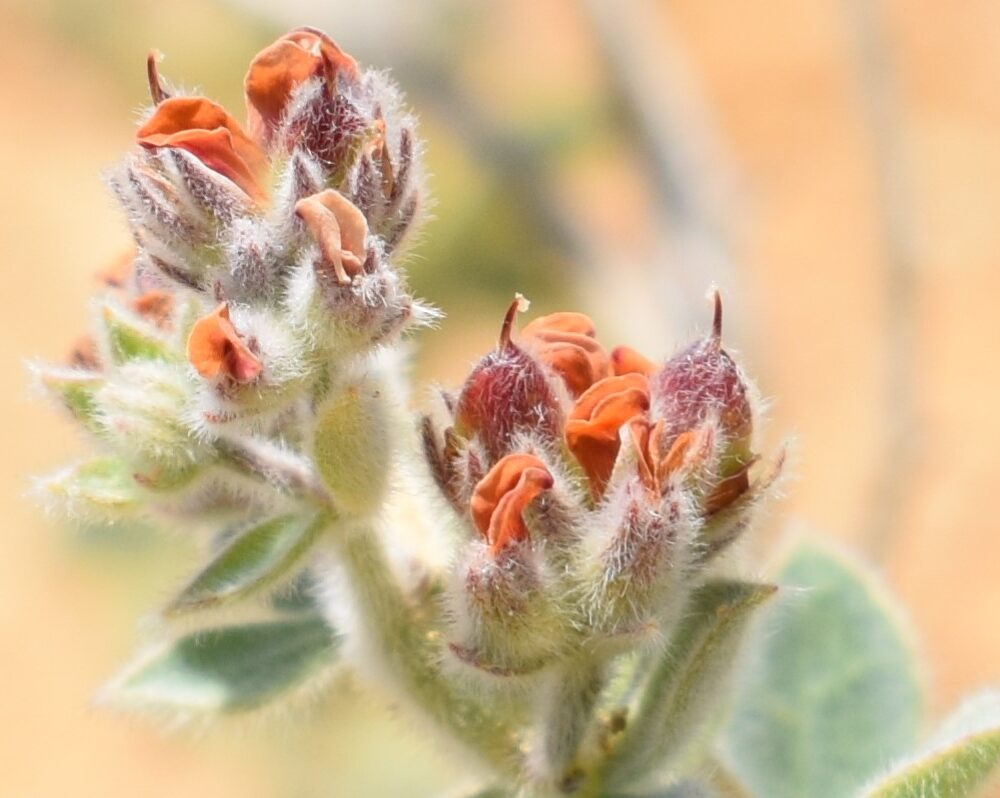 Dorycnium sanguineum Vural