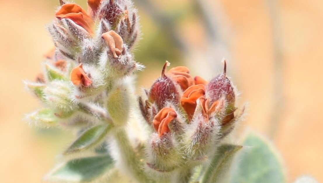 Dorycnium sanguineum Vural