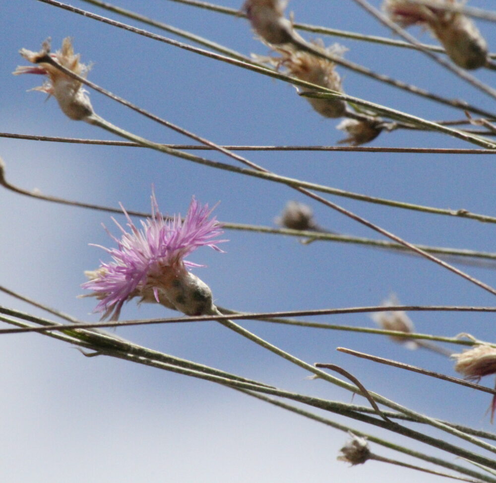 Yurt Tülübaşı (Psephellus turcicus)