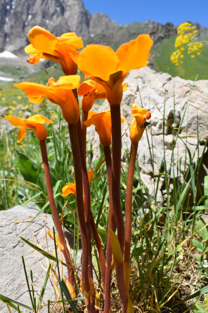 Phelypaea-boissieri-f.-lutea-