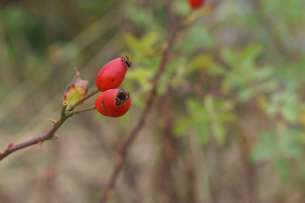 Rosa canina/Kuşburnu