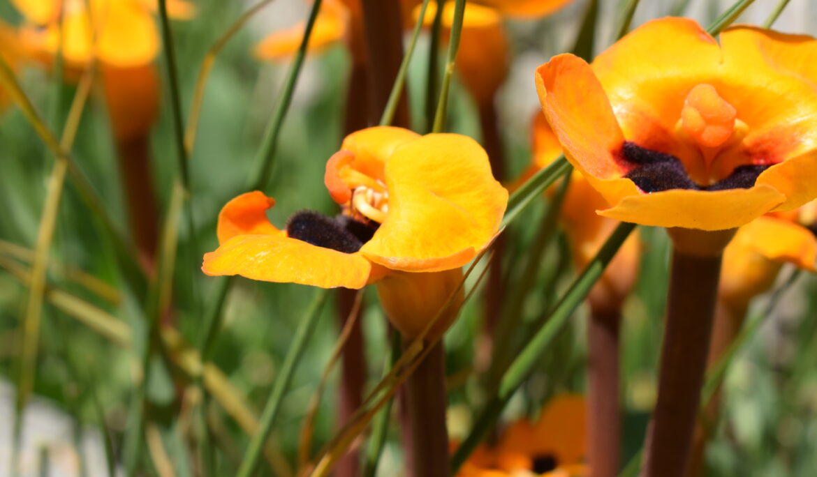 Phelypaea boissieri f. lutea