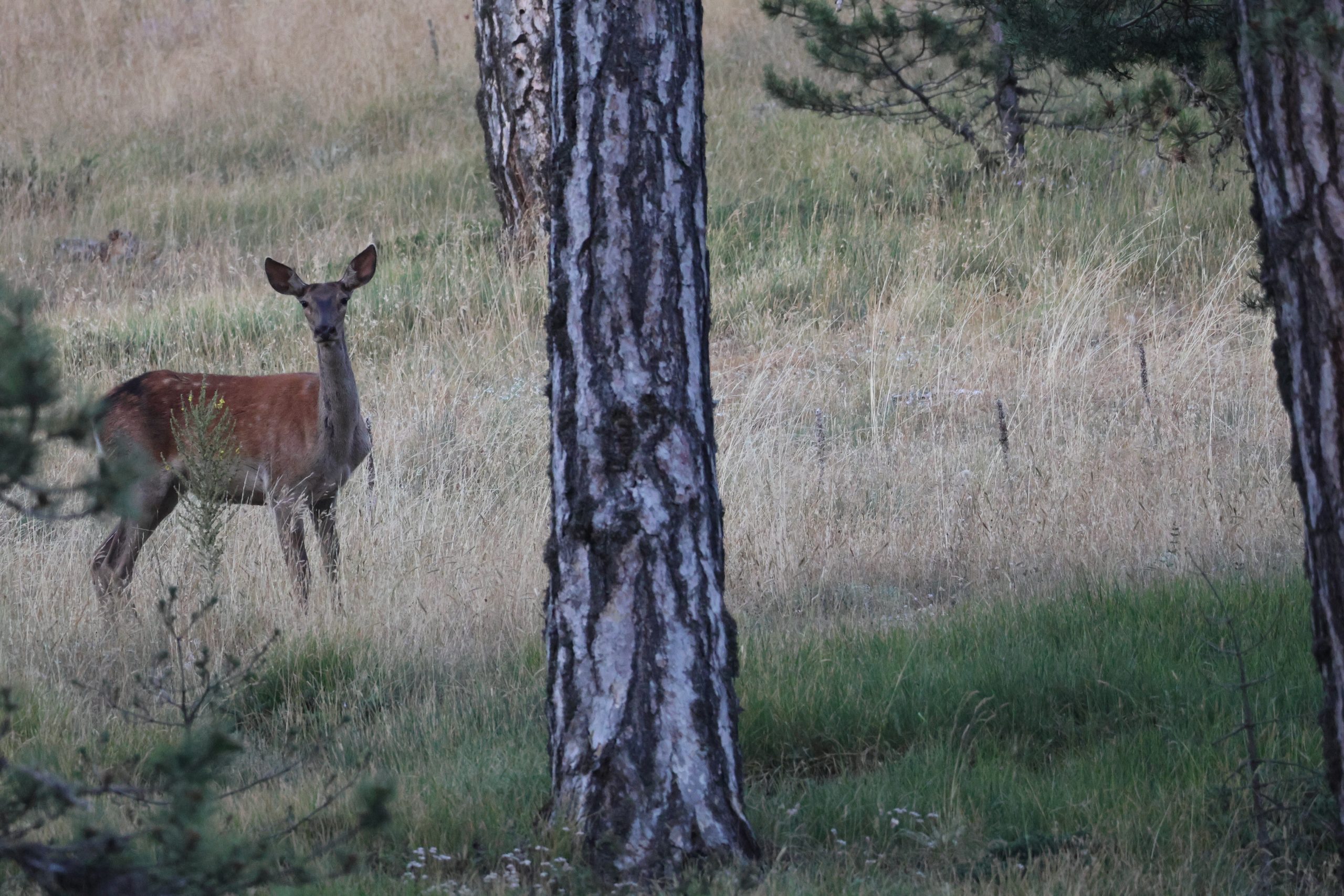 Kritik Habitat Değerlendirmesi kapsamında fauna ve habitat saha çalışması